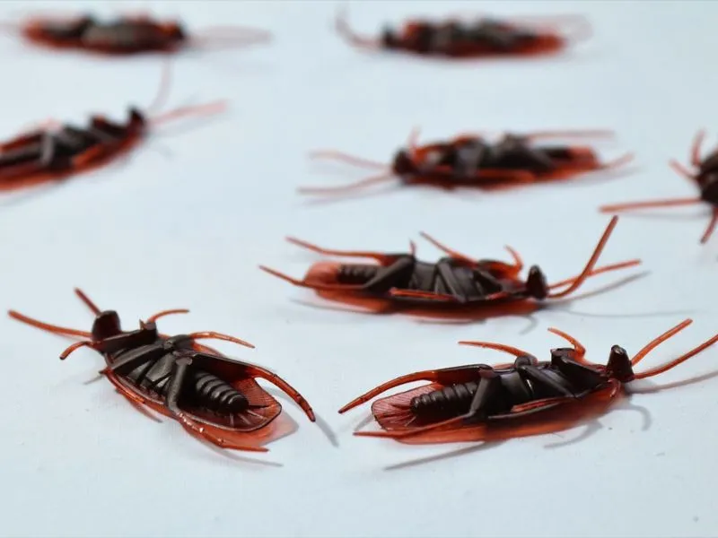 Cockroaches on a white surface, a common pest problem in rented homes